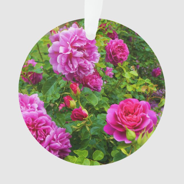 Ornamento Princesa Anne Rosa nº 2-1 Ornament (Frente)