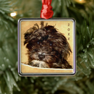 Ornamento Quadrado Schnoodle Premium