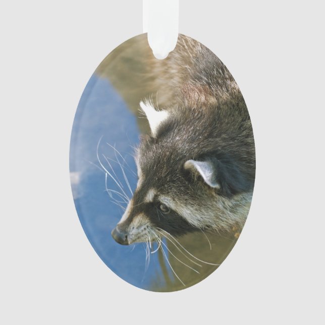 Ornamento Raccoon (Frente)