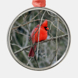 Ornamento Real Red Cardinal Premium