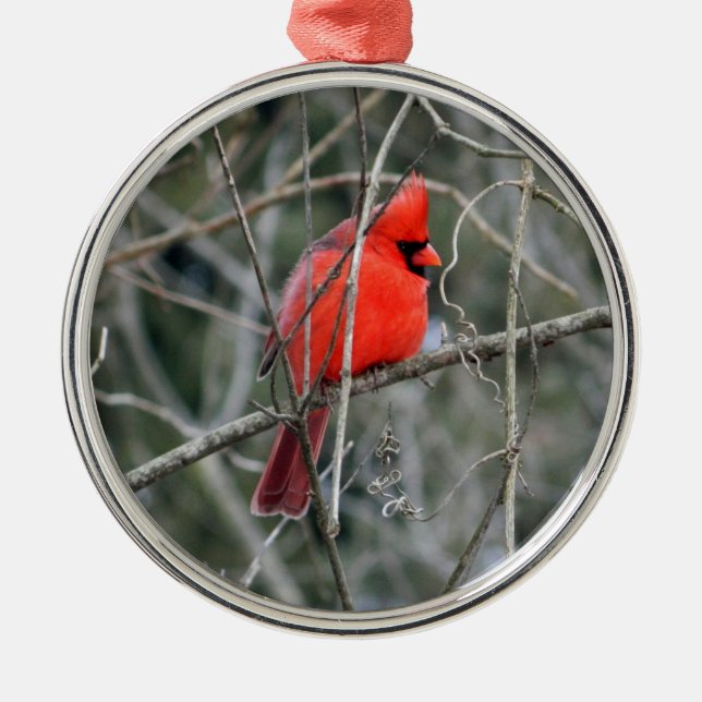 Ornamento Real Red Cardinal Premium (Frente)