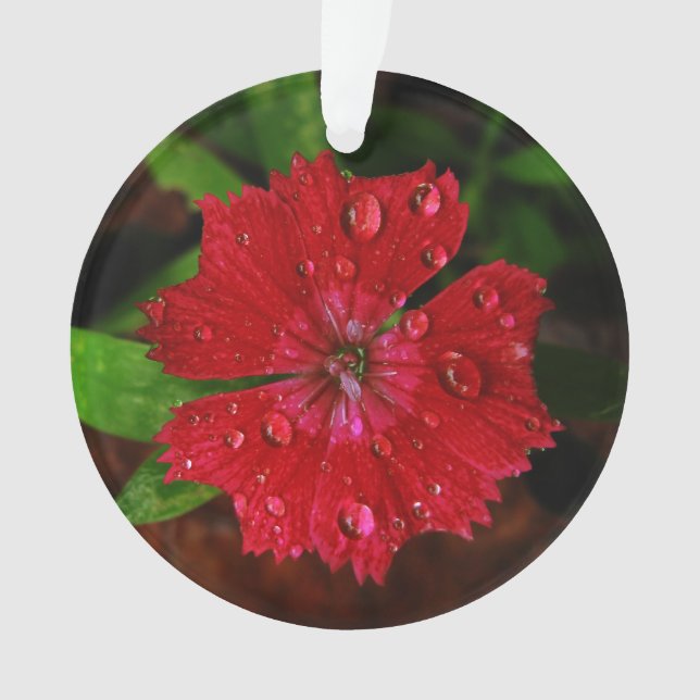 Ornamento Red Dianthus com Raindrots (Frente)