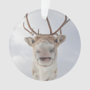 Ornamento Reindeer Nature Photo