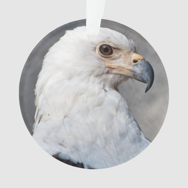 Ornamento Retrato de Águia Balda Americana (Frente)