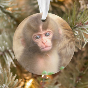 Ornamento Retrato do Bebê Macaco da Neve