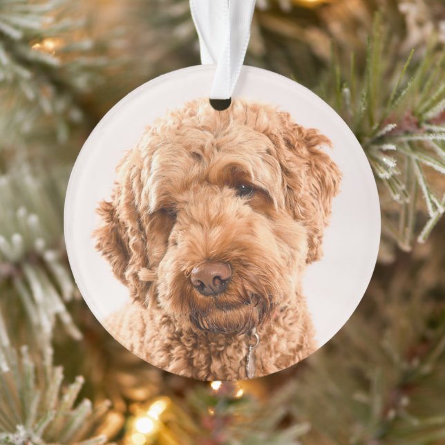 Ornamento Retrato do Goldendoodle Studio (Árvore)