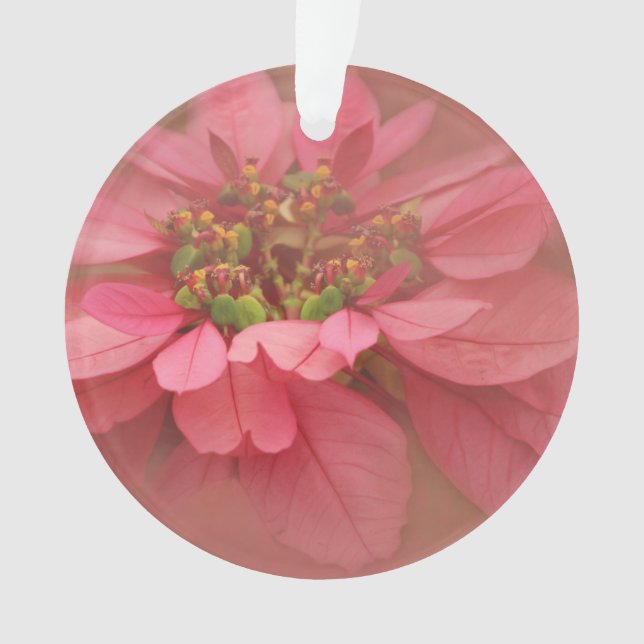Ornamento Rosa Blush Poinsettias Arte Digital (Frente)