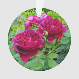 Ornamento Rosa nº 2 do Darcey Bussell