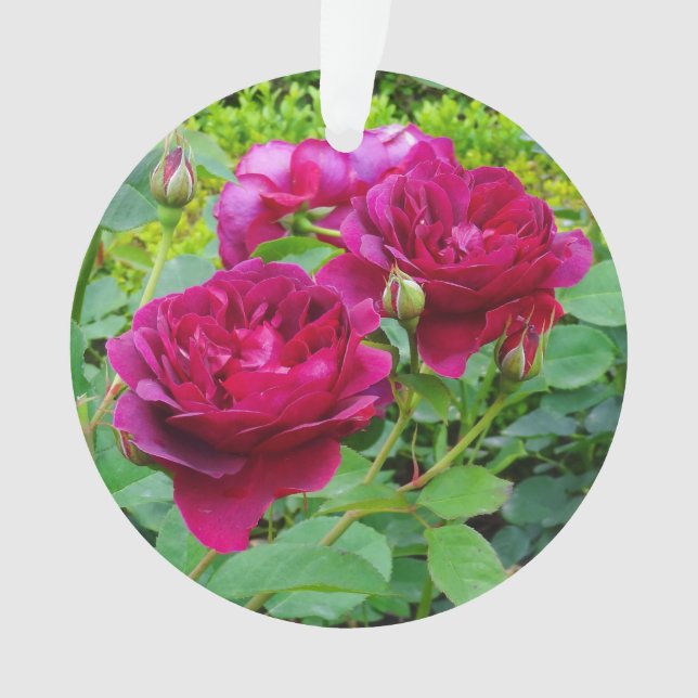 Ornamento Rosa nº 2 do Darcey Bussell (Frente)