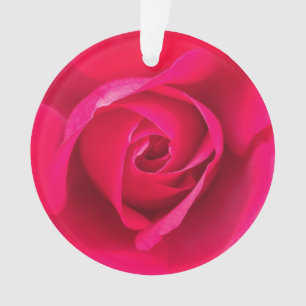 Ornamento Rosa Rosa Vermelha Romântica v2