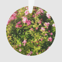 Rosas rosa na floração
