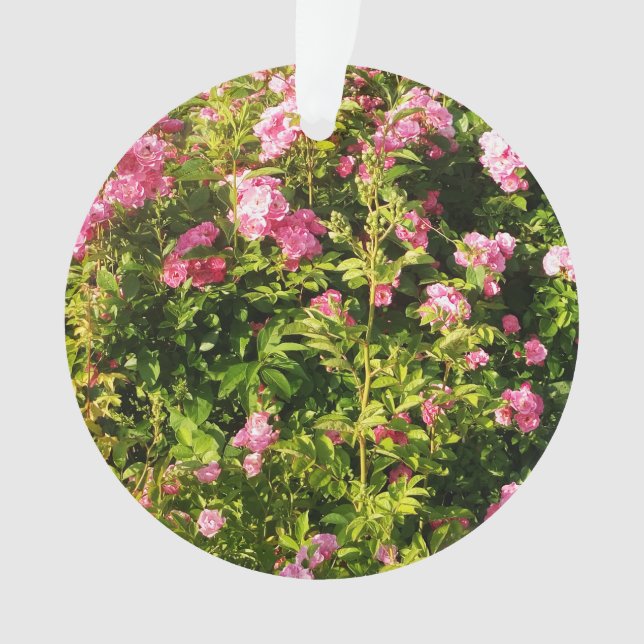 Ornamento Rosas rosa na floração (Frente)