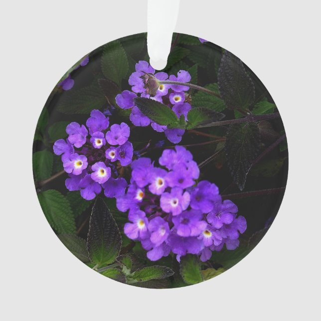 Ornamento Roxo Trailing Lantana nº 1 (Frente)