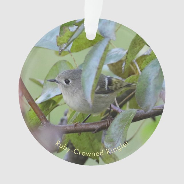 Ornamento Ruby-crowned Kinglet Bird Ornament with Place Year (Frente)