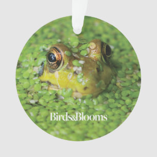 Ornamento Sapo em algas verdes