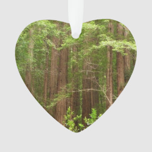 Ornamento Sequoias Vermelhas no Monumento Nacional de Muir W