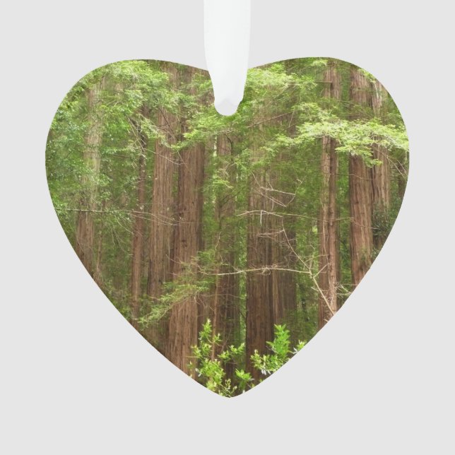 Ornamento Sequoias Vermelhas no Monumento Nacional de Muir W (Frente)