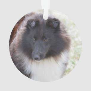 Ornamento Sheltie adorável