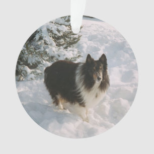 Ornamento Sheltie e Rouco Fun in the Snow