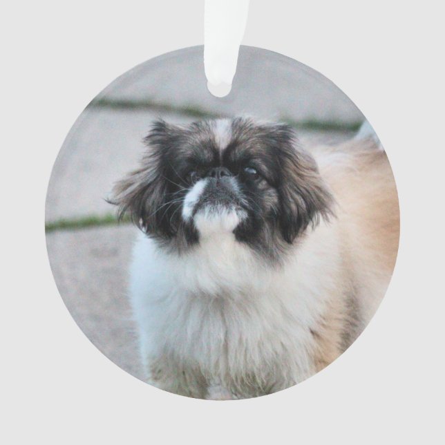 Ornamento Shih Tzu (Frente)