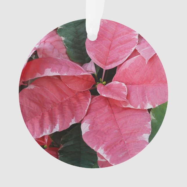 Ornamento Silver Star Marble Poinsettias Feriado Rosa Floral (Frente)