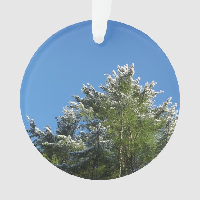 Ornamento Snow-tipped Pine Tree on Blue Sky (Frente)
