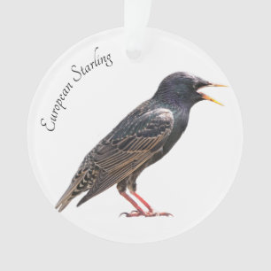 Ornamento Starling