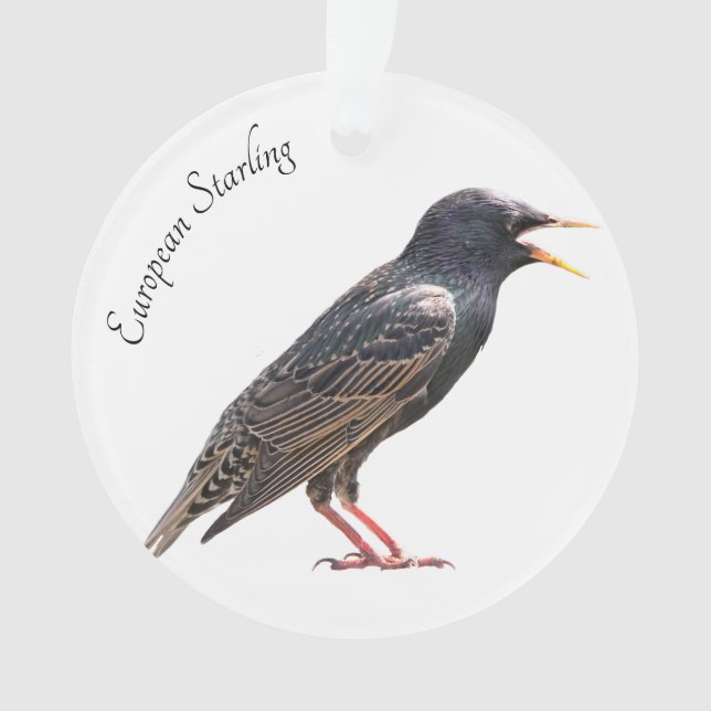 Ornamento Starling (Frente)