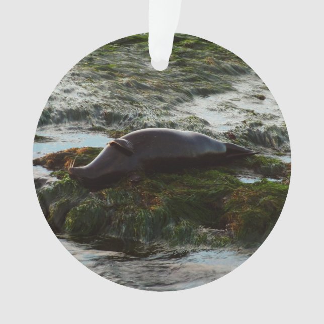 Ornamento Sunset Lit Harbor Seal II em San Diego (Frente)