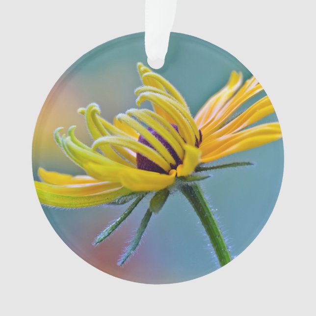 Ornamento Susan de olhos pretos (Frente)