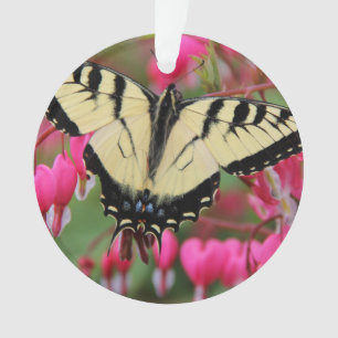 Ornamento Swallowtail oriental