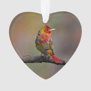 Ornamento Tanager Escarlate em Muda - Fotografia Original