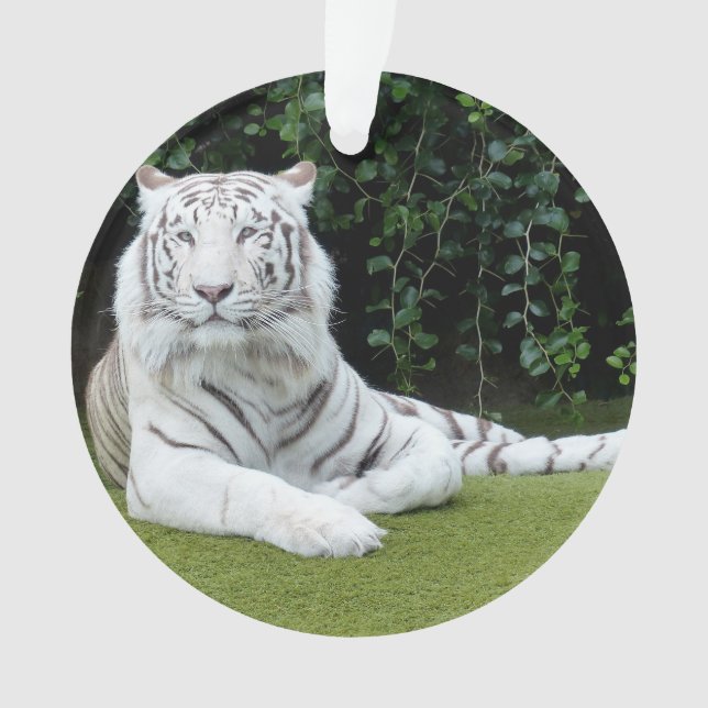 Ornamento tigre de bengal branco (Frente)