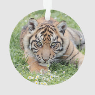 Ornamento Tigre fotográfico, animais 0258.