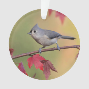 Ornamento Titmice adornados