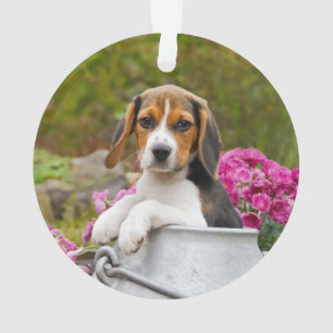 Ornamento Tricolor Cão Gelado Gelado Cachorro Picado numa Tr