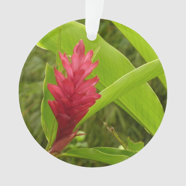 Ornamento Tropical de Flor Vermelho Ginger (Alpinia) (Frente)