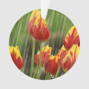 Ornamento Tulipas do primavera