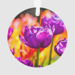 Ornamento Tulipas Enchendo Roxo