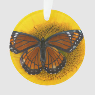 Ornamento Uma Borboleta Vice-Rei Limenitis Archippus