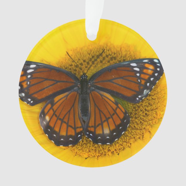 Ornamento Uma Borboleta Vice-Rei | Limenitis Archippus (Frente)