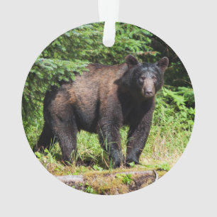 Ornamento Urso Preto Alfa