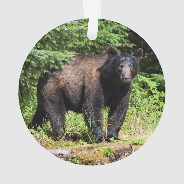 Ornamento Urso Preto Alfa (Verso)