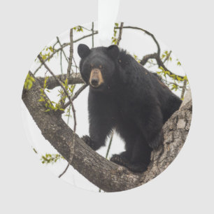 Ornamento Urso preto de escalada
