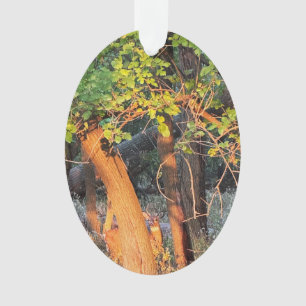 Ornamento Vedante Escondendo Por Trás Da Ornação De Árvores