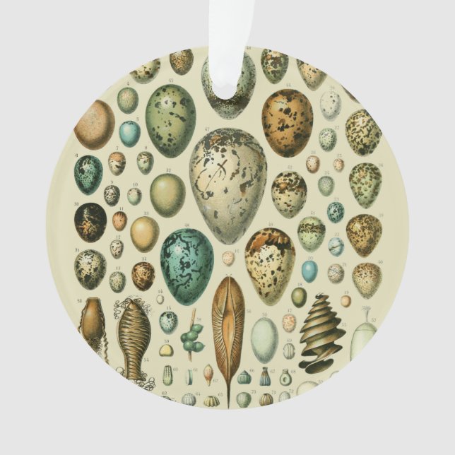 Ornamento Vintage Bird Ovos de Peixes Franceses (Frente)