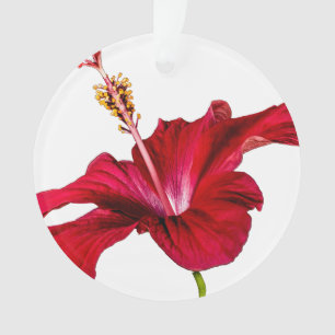 Ornamento Vista lateral do Flor Red Hibiscus