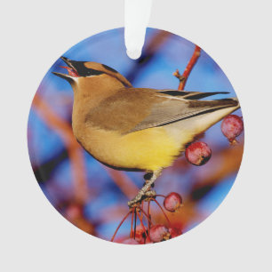 Ornamento Waxwing de cedro