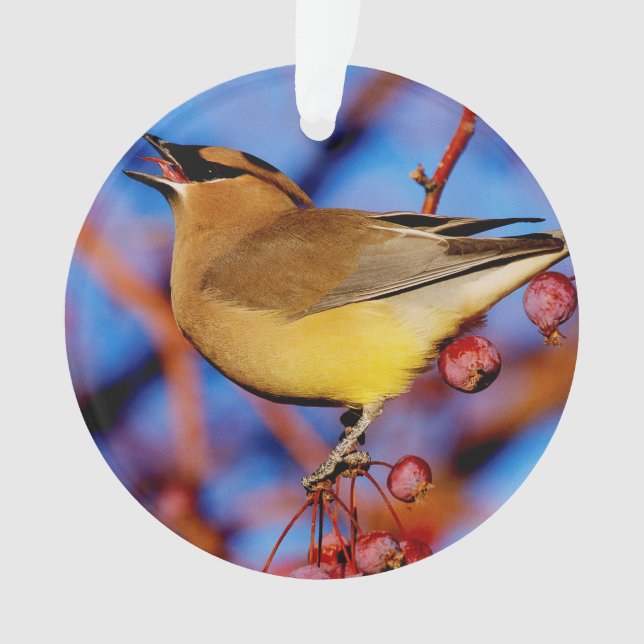 Ornamento Waxwing de cedro (Frente)