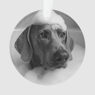 Ornamento Weimaraner no banho com bolhas na cabeça